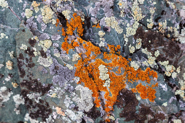 istock Natural environment, textured stone with bright yellow moss and lichen, close up background in nature. 1310833968