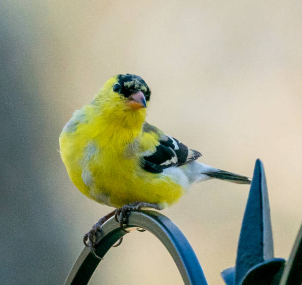 istock Male American Goldfinch 1310834073