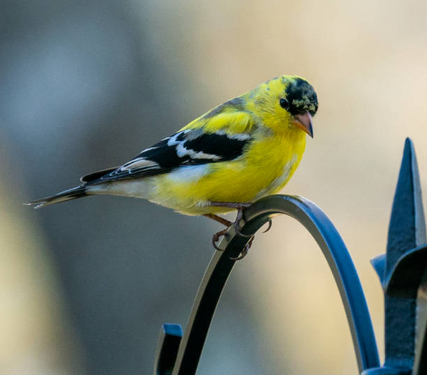 istock Male American Goldfinch 1310834074