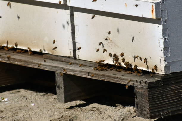 istock Close up shot of honey bee boxe 1310836590