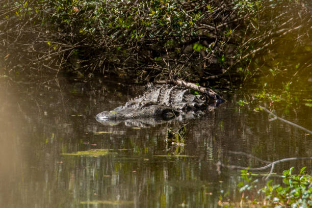 istock Alligator Swimming Through Swampy Marsh 1310837490