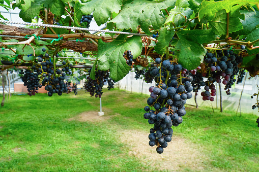 Purple grape fruit with leaves at vineyard background. Fresh ripe grape fruit agriculture at organic farm in greenhouse background