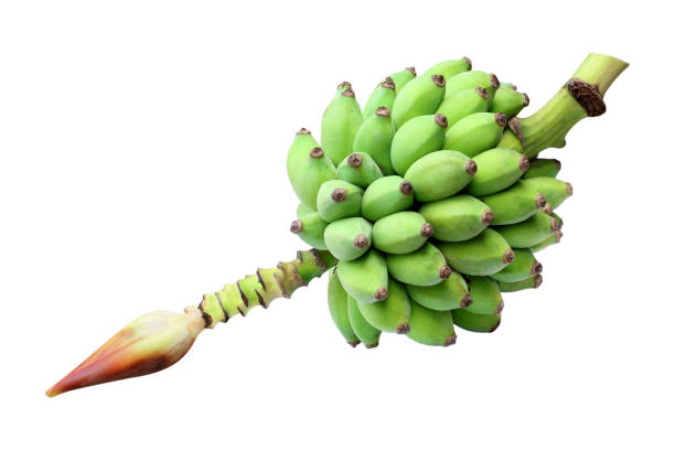 istock Green banana isolated on a white background 1310839683