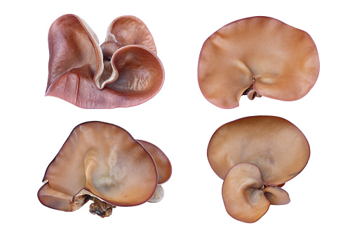 Ear mushroom isolated on white background with clipping path\nwith clipping path
