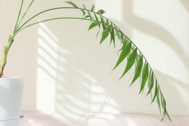 istock Palm leaves and shadows on a white wall in sunlight during the day. Minimalistic modern still life in white and green 1310840393