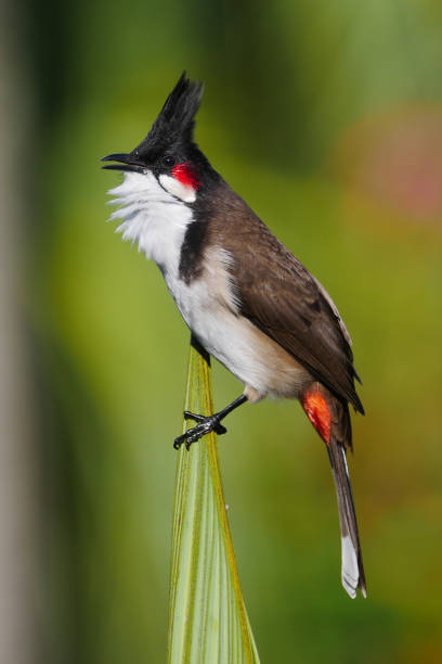 istock Red Whiskered Bulbul bird perching on top of palm tree 1310841249