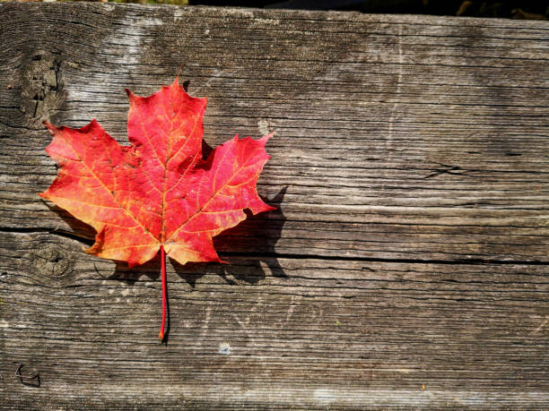 istock Autumn maple leaf on the picnic table,Ontario, Canada 1310843566