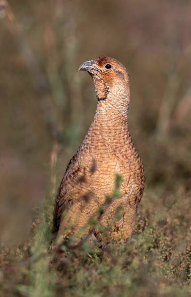 The grey francolin ,Francolinus pondicerianus The grey francolin is a species of francolin found in the plains and drier parts of the Indian subcontinent. This species was formerly also called the grey partridge, not to be confused with the European grey partridge grey partridge perdix perdix stock pictures, royalty-free photos & images