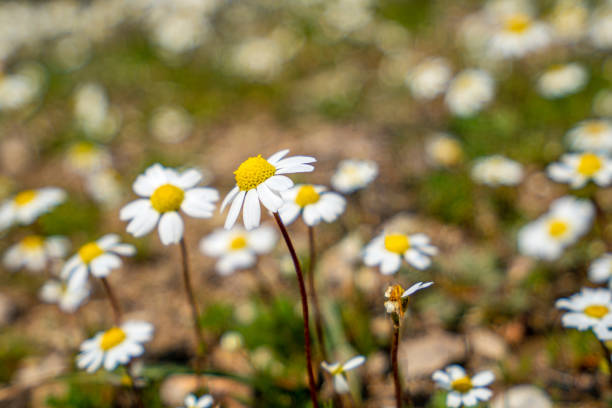 istock the beautiful blooming white daisies 1310844454