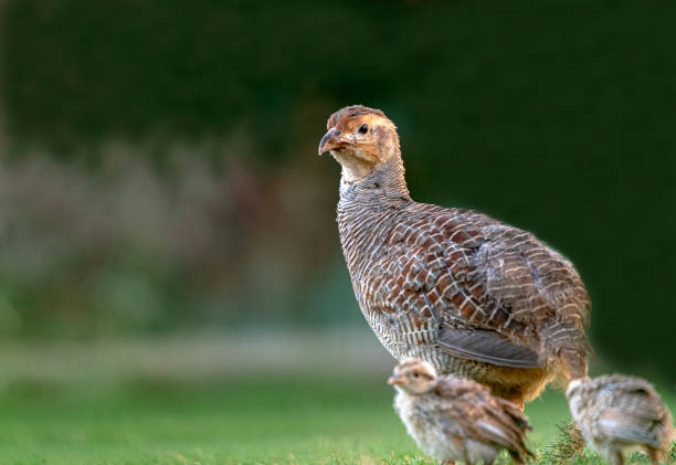 istock The grey francolin ,Francolinus pondicerianus 1310844466