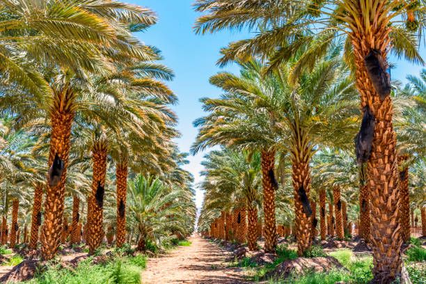 istock Plantation of date palms, Middle East 1310845039