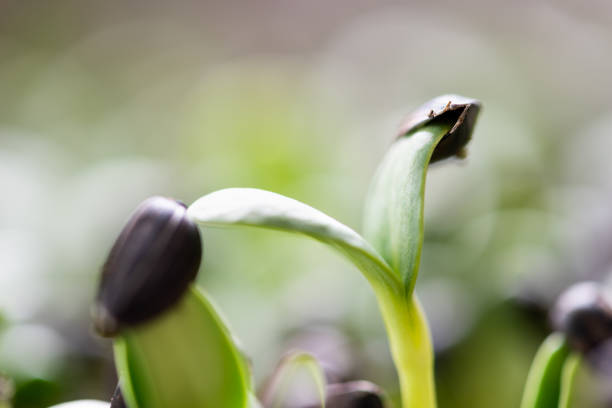 A close-up view of a sunflower bud in its early stages, surrounded by vibrant green leaves. The delicate bud is set against a soft, blurred background, highlighting the intricate details of the emerging flower.