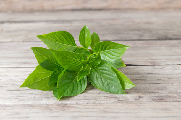 Green fresh basil on wooden background