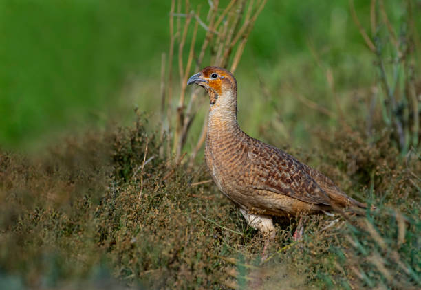 istock The grey francolin ,Francolinus pondicerianus 1310845120