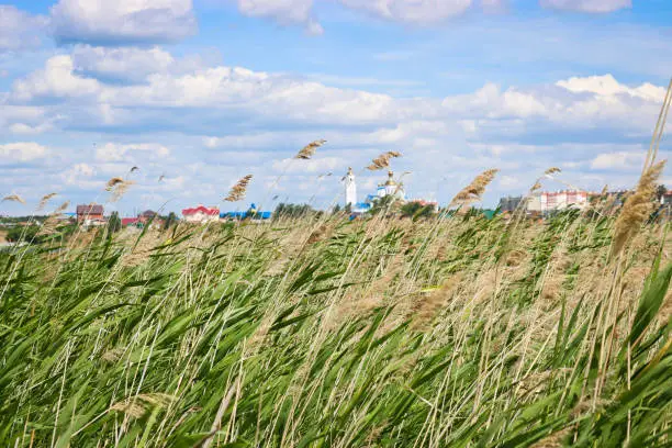 Thickets of common reed (Phragmites australis) on the shore of Lake Chebarkul, Russia. Summer landscape.