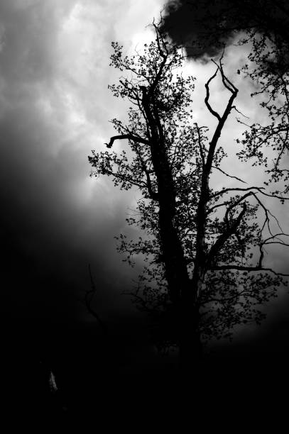 istock Silhouette tree branches and leaves in nature 1310847030