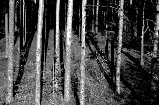 istock Silhouette tree branches and leaves in nature 1310847130