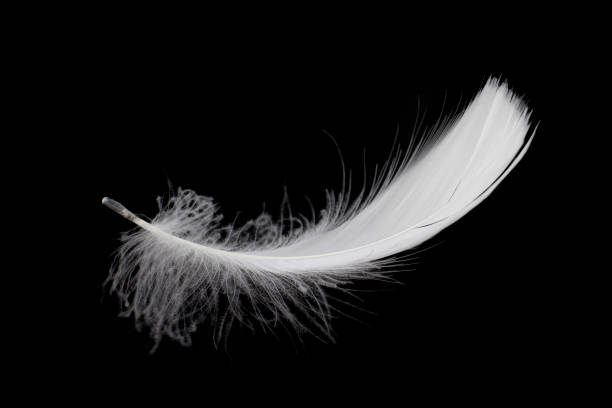 istock Soft and Light Single White Feather Falling Down in the Air. Isolated on Black Background. 1310847207