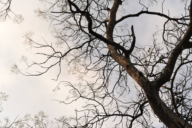 Tree trunk with cloudy blue sky background.
