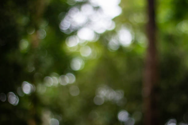 istock View of green trees 1310849297