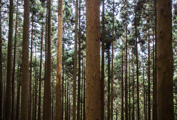 istock Natural Pattern. Repetition of straight pine tree trunks 1310849409