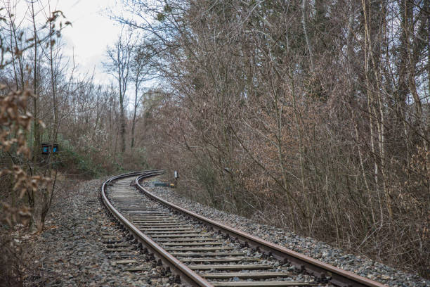 Rail tracks in the middle of the forest