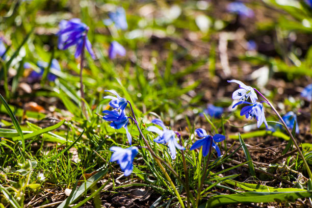 istock Glory of the snow flower 1310851511