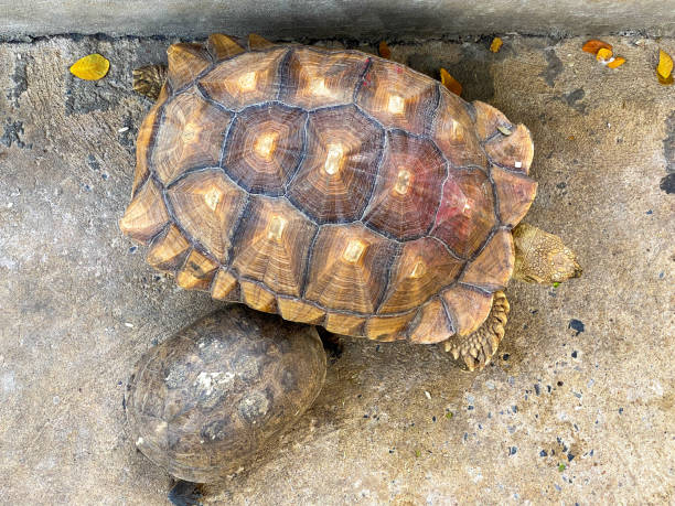 istock Many Species of turtle 1310852646