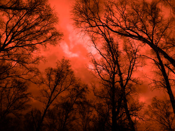 dramatic sky over forest background. orange purple sunset. silhouettes of bare branches of trees against the background of the sky. - fog tree purple winter imagens e fotografias de stock