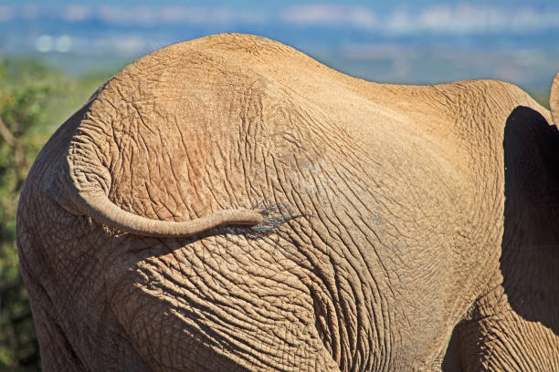 Close up of African bush elephant skin in Kruger National park, South Africa ; Specie Loxodonta africana family of Elephantidae