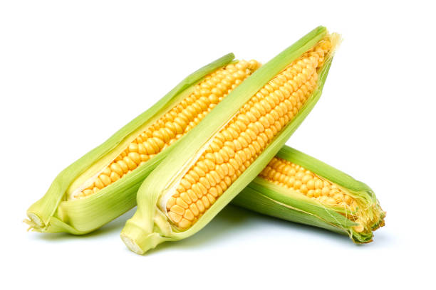 istock Fresh organic corn cob isolated on white background 1310855735