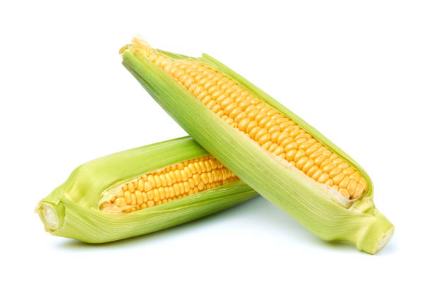 istock Fresh organic corn cob isolated on white background 1310855736
