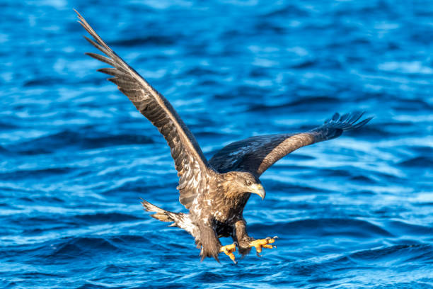 istock White-tailed eagle or sea eagle hunting in the sky over Northern Norway 1310856712