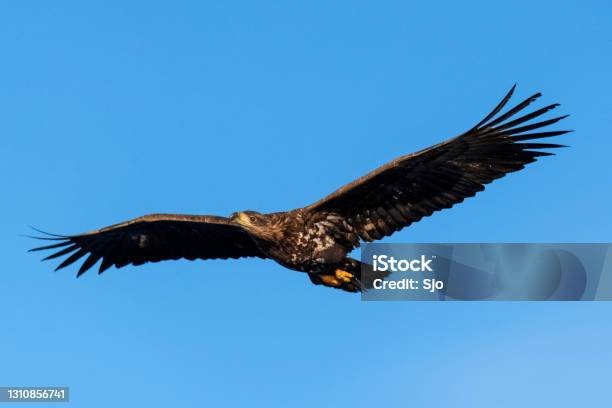 Whitetailed Eagle Or Sea Eagle Hunting In The Sky Over Northern Norway Stock Photo - Download Image Now
