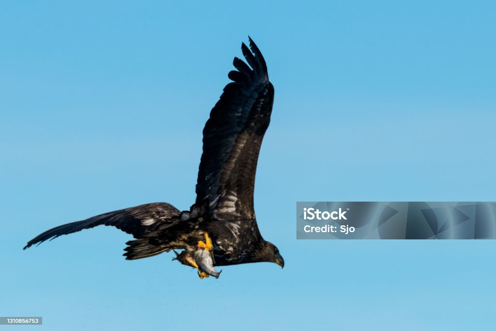 White-tailed eagle or sea eagle hunting in the sky over Northern Norway White-tailed eagle or sea eagle (Haliaeetus albicilla) hunting in the sky over a Fjord near Vesteralen island in Northern Norway. Animal Stock Photo