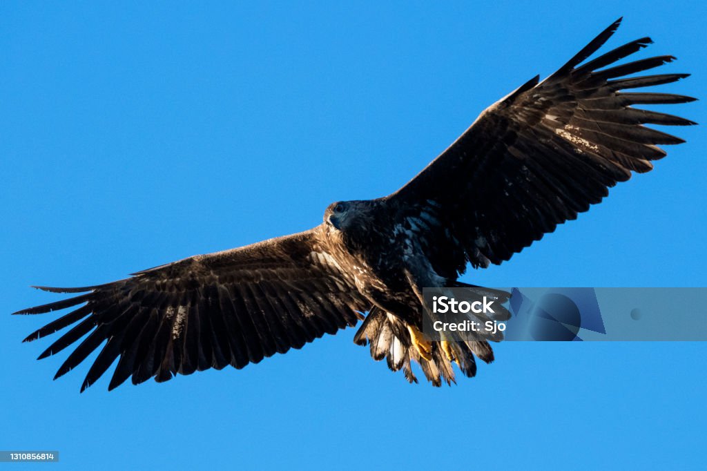 White-tailed eagle or sea eagle hunting in the sky over Northern Norway White-tailed eagle or sea eagle (Haliaeetus albicilla) hunting in the sky over a Fjord near Vesteralen island in Northern Norway. Animal Stock Photo