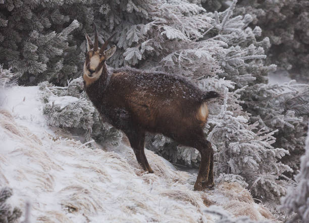 istock Chamois wild goat in winter landscape. 1310856939