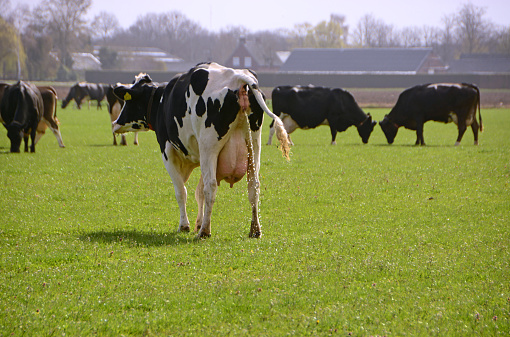 Pasture in North brabant: herd of holstein cows in the background. Single cow have to pee.