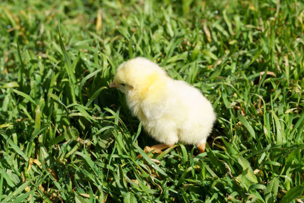 緑の草の中の鶏。若い草の背景にかわいい赤ちゃんのクローズアップ。 - chicken baby chicken young bird poultry ストックフォトと画像