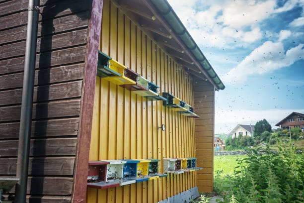 large apiary bee house at the edge of the forest