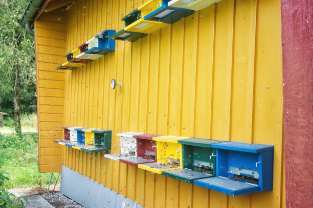 large apiary bee house at the edge of the forest