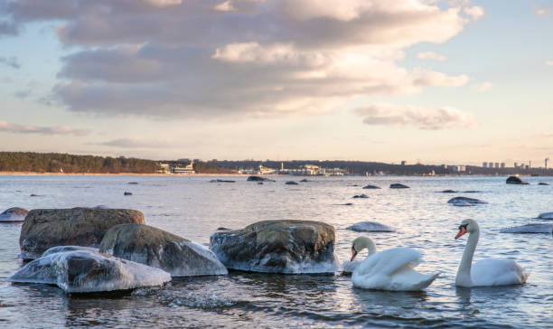 Swans in between frozen rocks in coastal waters of Baltic Sea in Tallinn, Estonia