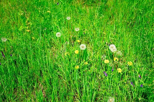 Green grass texture background with shallow depth of field.