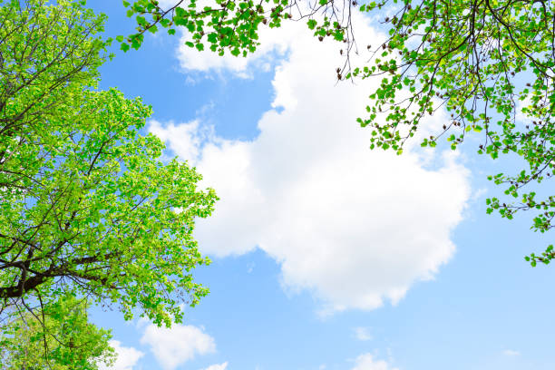 春の木の上の自然のフレームを見上げる。 - treetop tree sky blue ストックフォトと画像