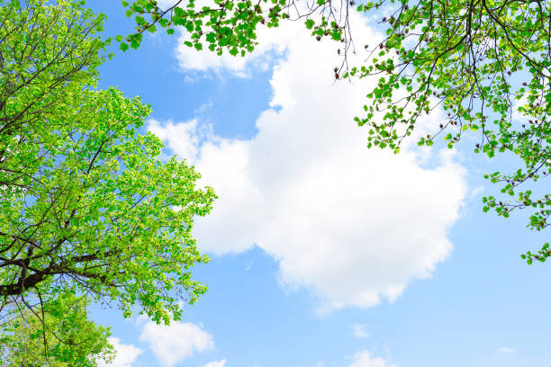 looking up at natural frame of treetops in springtime. - treetop tree sky blue imagens e fotografias de stock