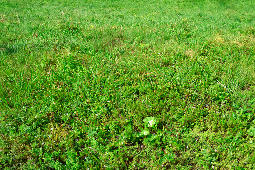 Field of mown grass, top view. Background of the mown meadow for publication, poster, calendar, post, screensaver, wallpaper, postcard, banner, cover. High quality photography