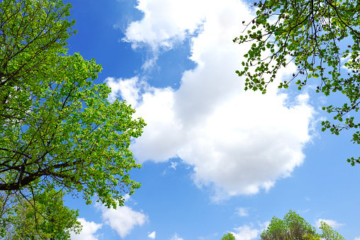 Beautiful blue sky and fresh green trees