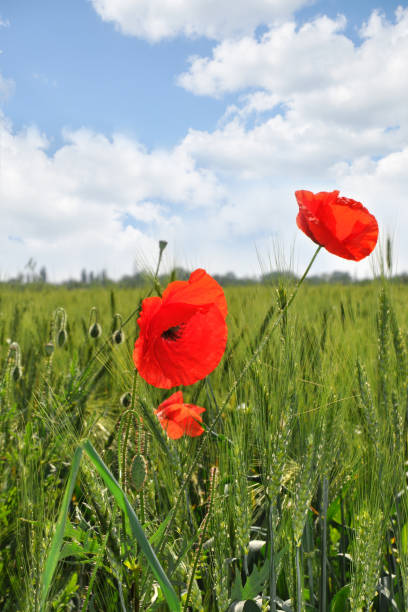 istock Landscape with spring blue sky and clouds, field with blooming poppies. 1310860753