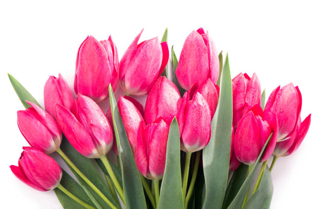 istock Pink tulips bouquet isolated on white background 1310861545
