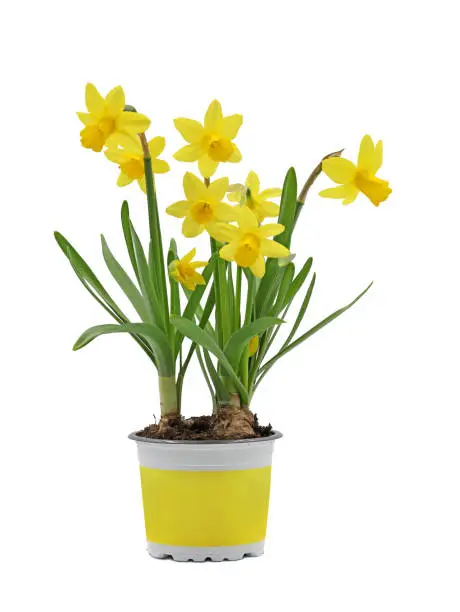 Photo of spring flower bulb, Narcissus cyclamineus in yellow pot isolated on white background